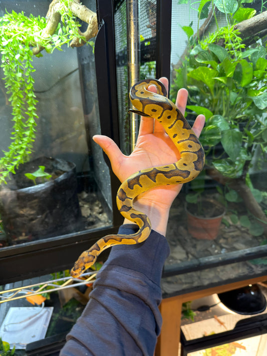 PITÓN BOLA CLOWN HEMBRA