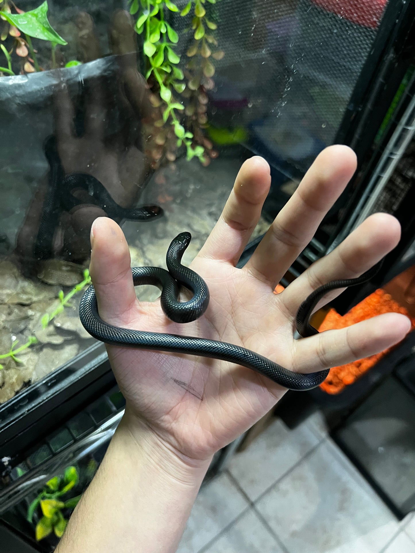 REY NEGRA MEXICANA MACHO 74