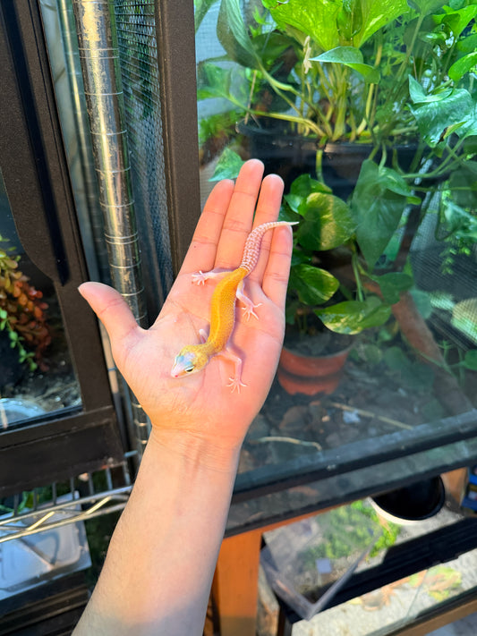 GECKO LEOPARDO TYPHOON 109