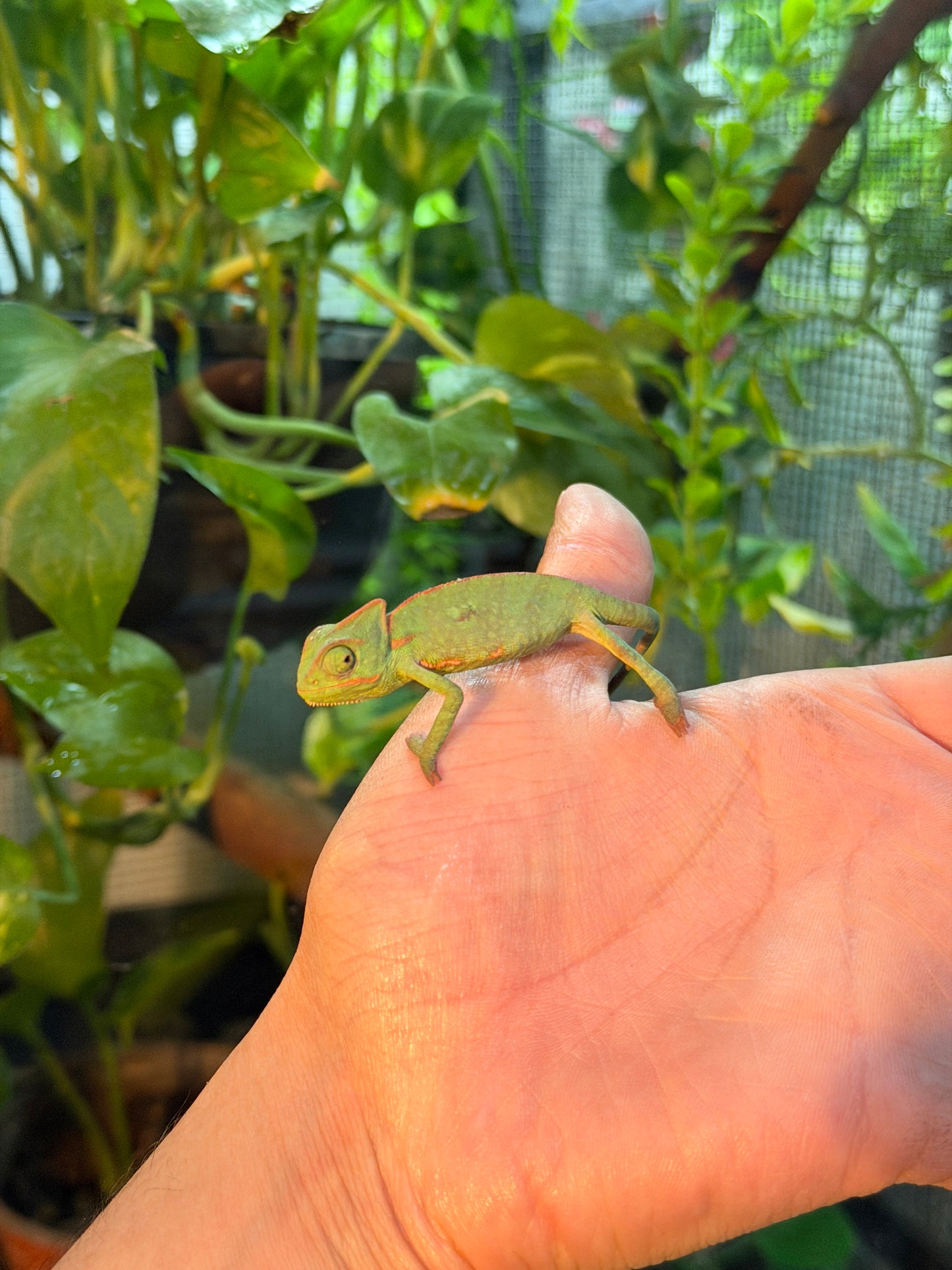 CAMALEONES DE VELO CRÍAS CON APROVECHAMIENTO EMITIDO POR SEMARNAT