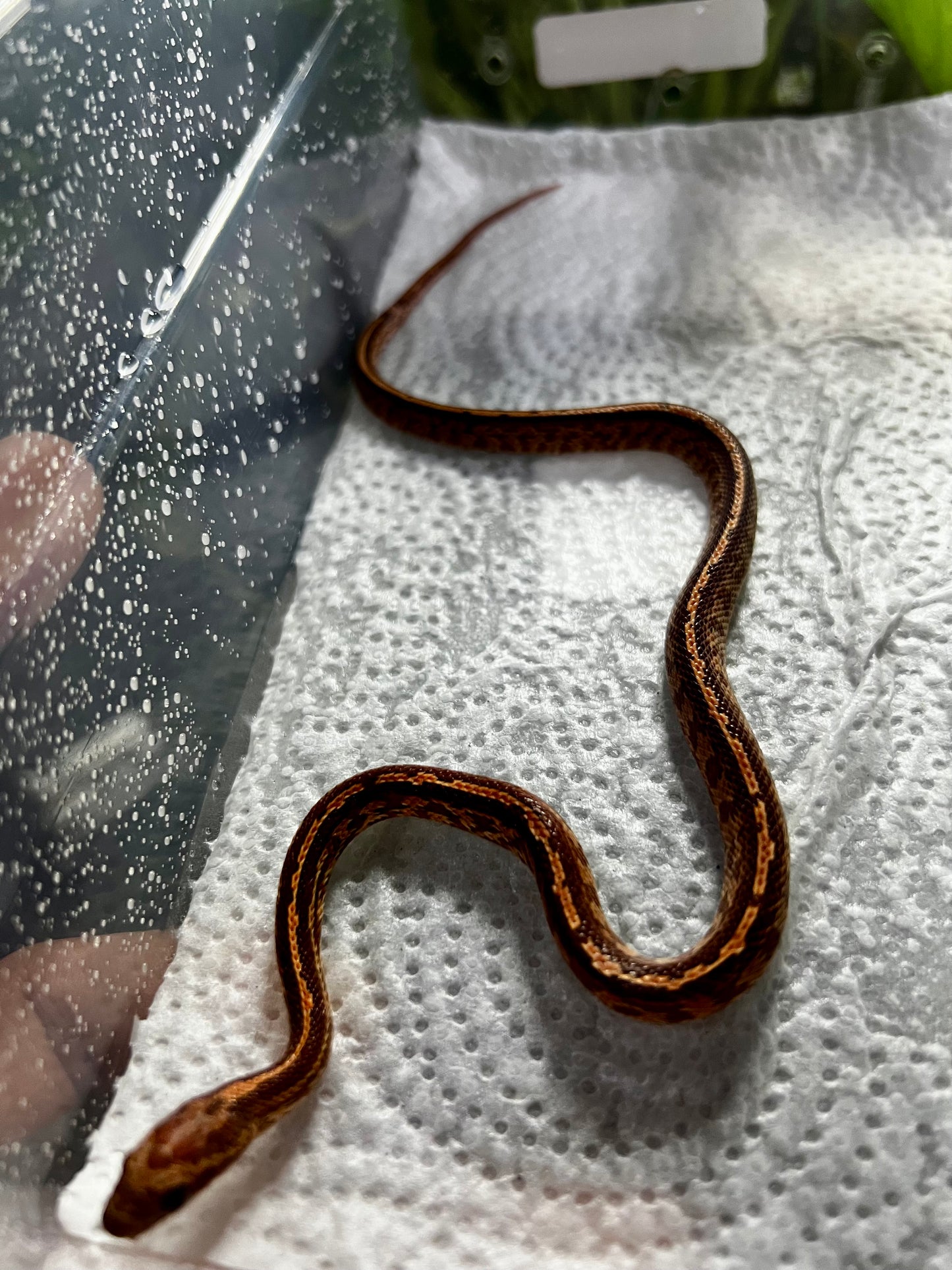 SERPIENTE MAICERA TESSERA MACHO 10