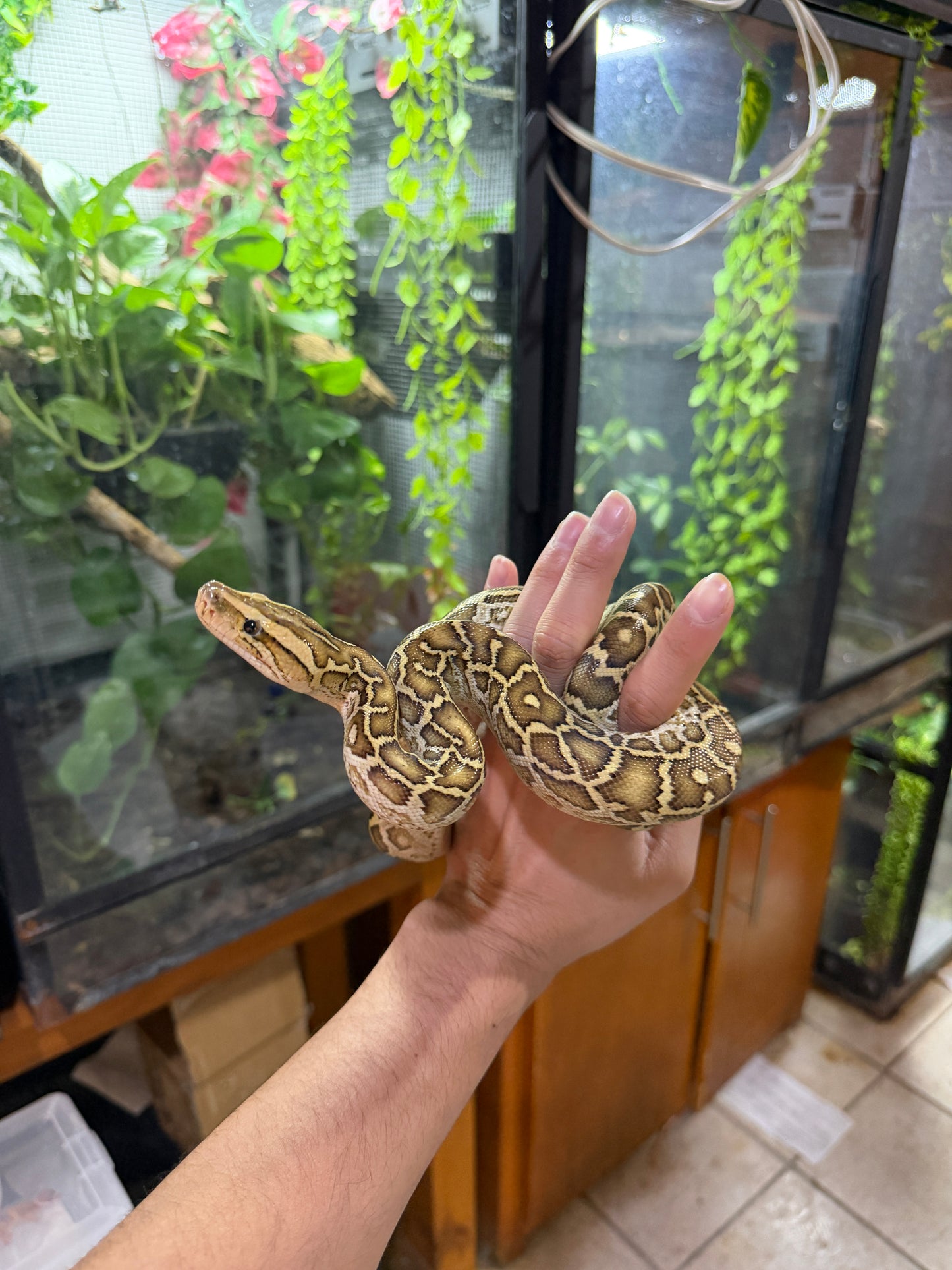PITON BURNES HYPO 100% HET ALBINO HEMBRA
