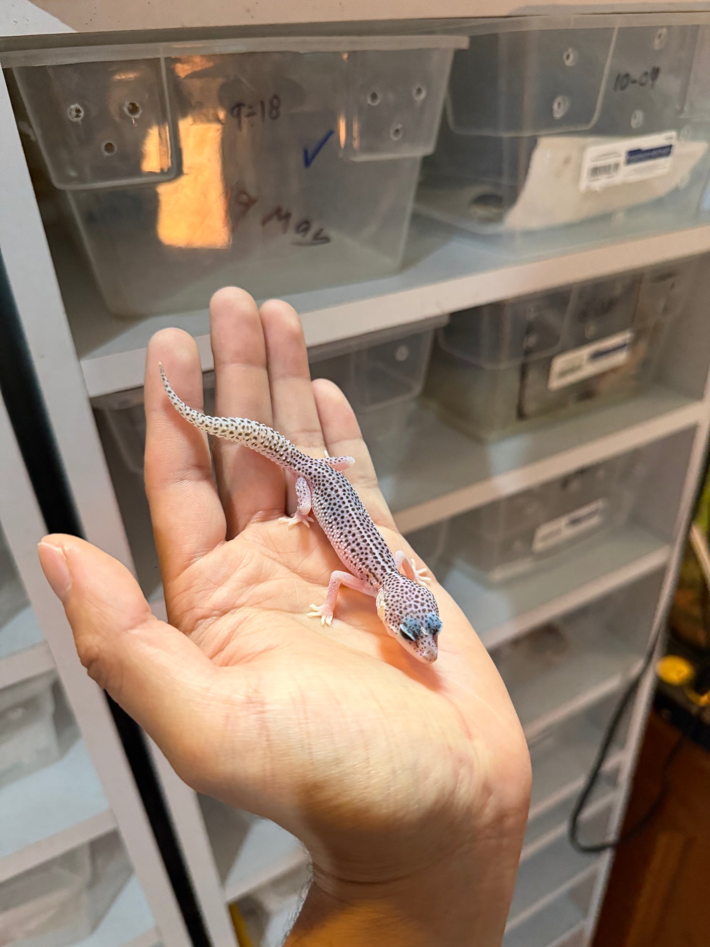 GECKO LEOPARDO SÚPER MACK SNOW HET BELL MACHO 030