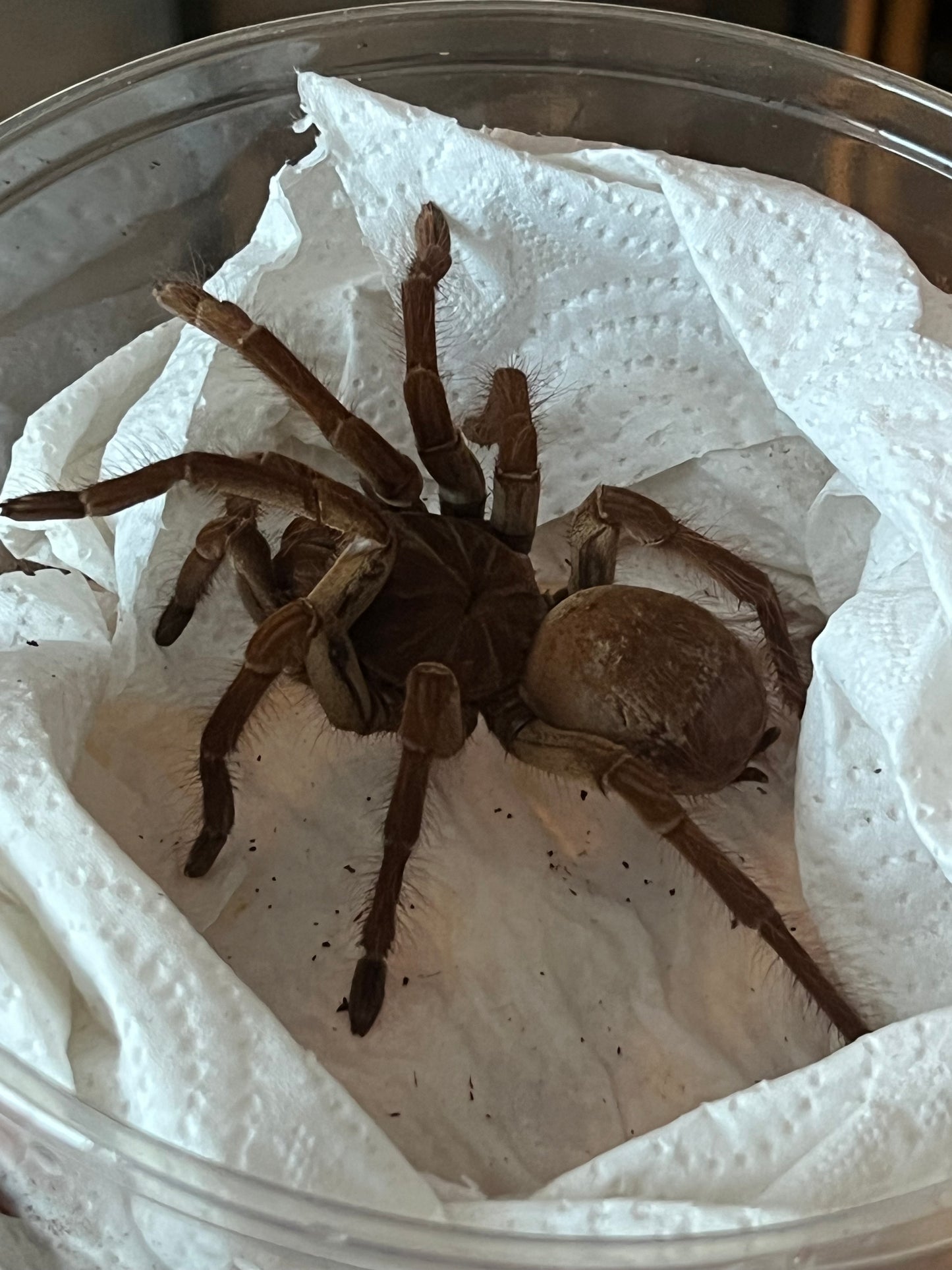Tarántula Goliath juvenil