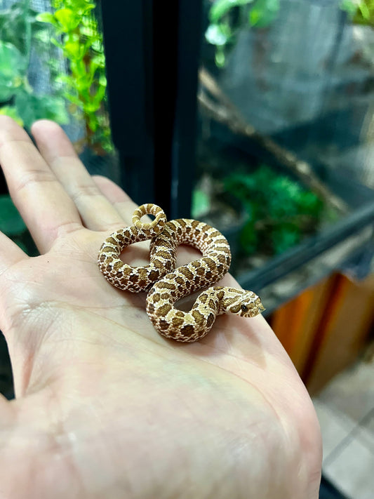 RED HOGNOSE POSS MACHO