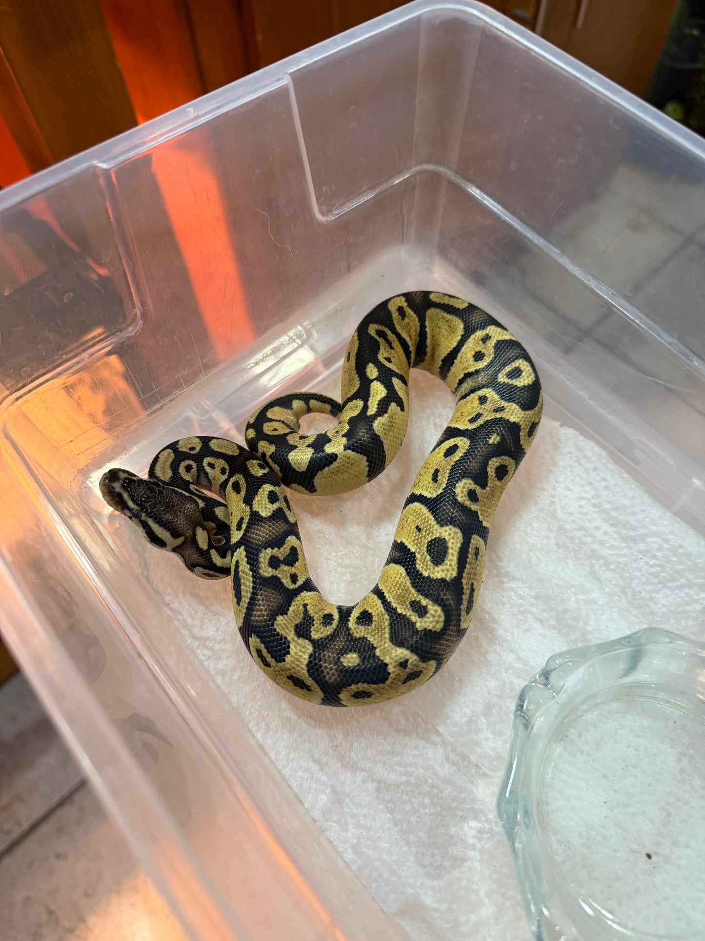 PITÓN BOLA PASTEL 66% HET PIED MACHO 10