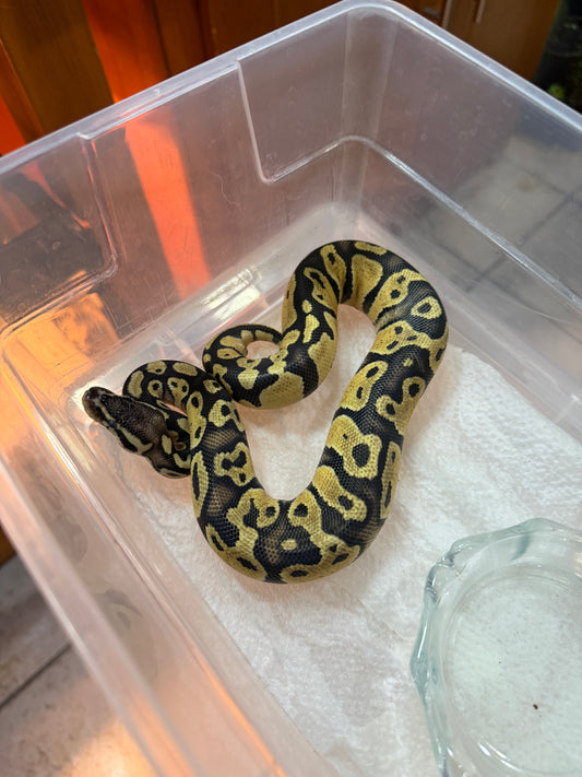 PITÓN BOLA PASTEL 66% HET PIED MACHO 10