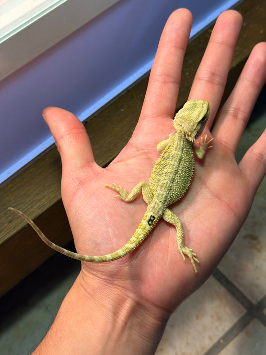 DRAGÓN BARBUDO HYPO CITRUS 8