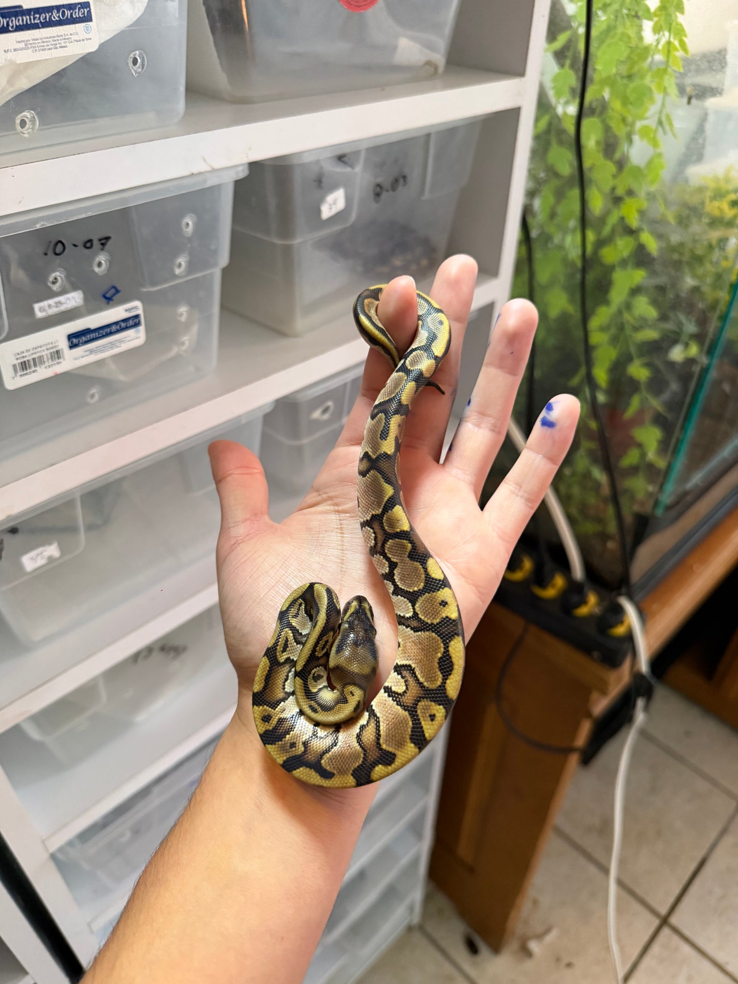 PITÓN BOLA WOMA HET PIED MACHO 9