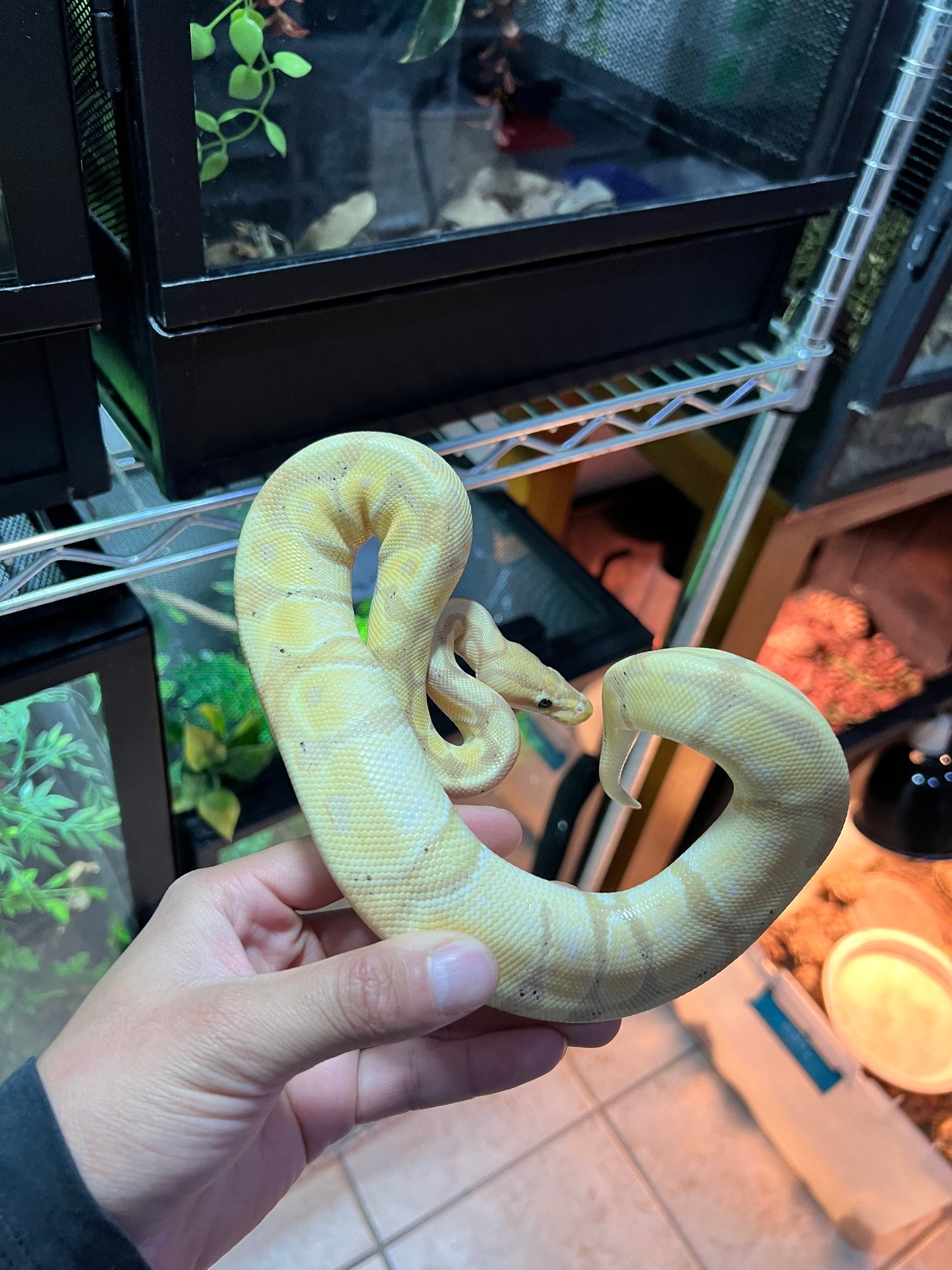 PITÓN BOLA BANANA MOJAVE SUB ADULTO 23