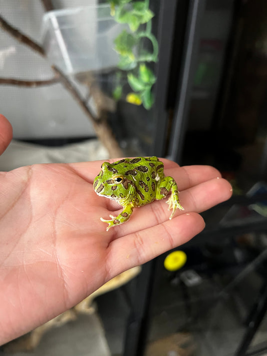 RANA PACMAN VERDE
