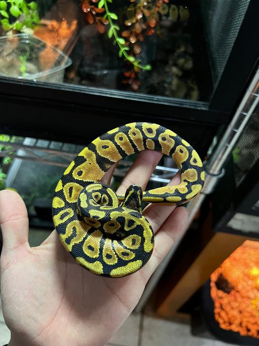SPOTNOSE MACHO 49