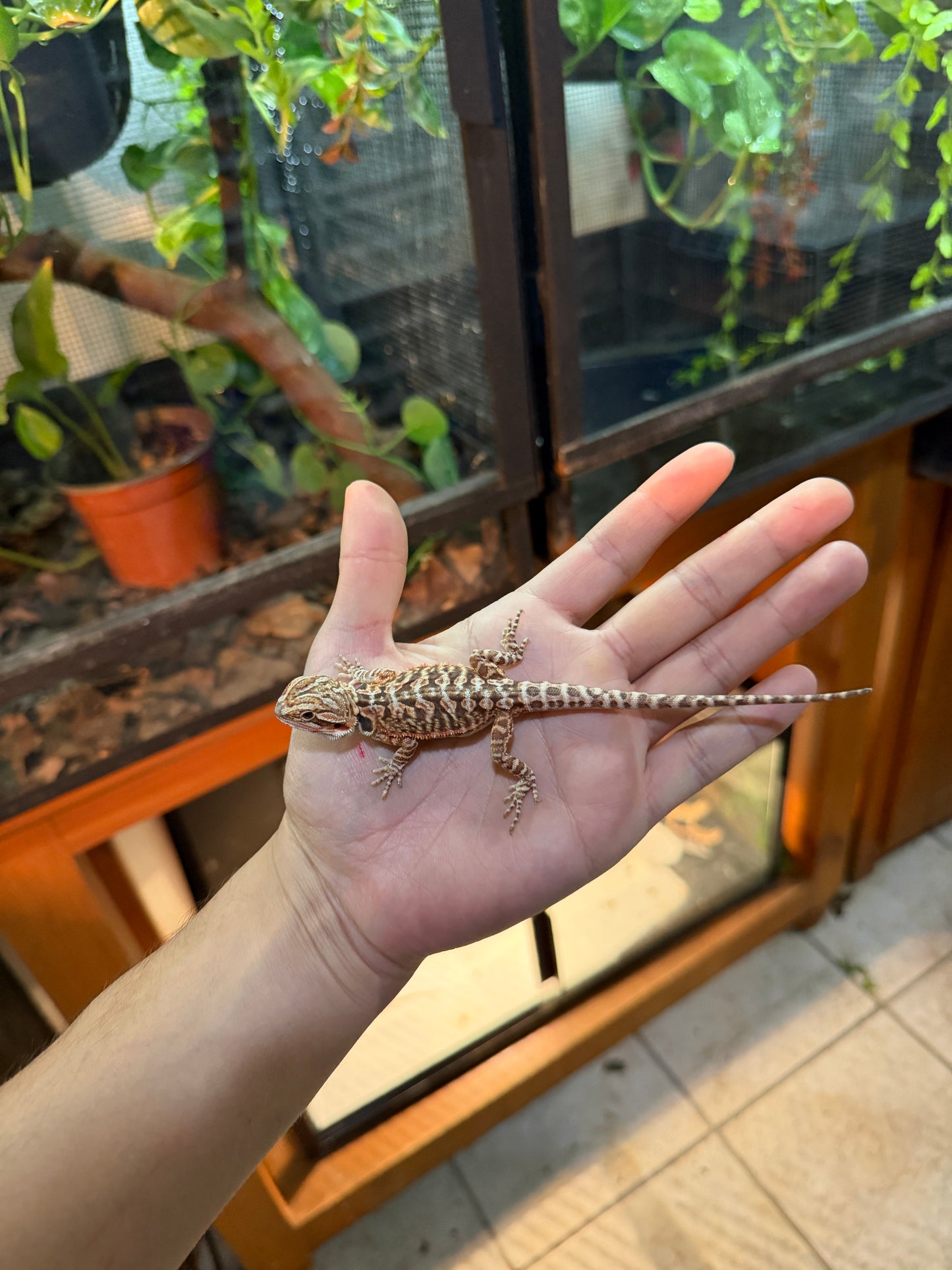 DRAGÓN BARBUDO HYPO LEATHERBACK 15