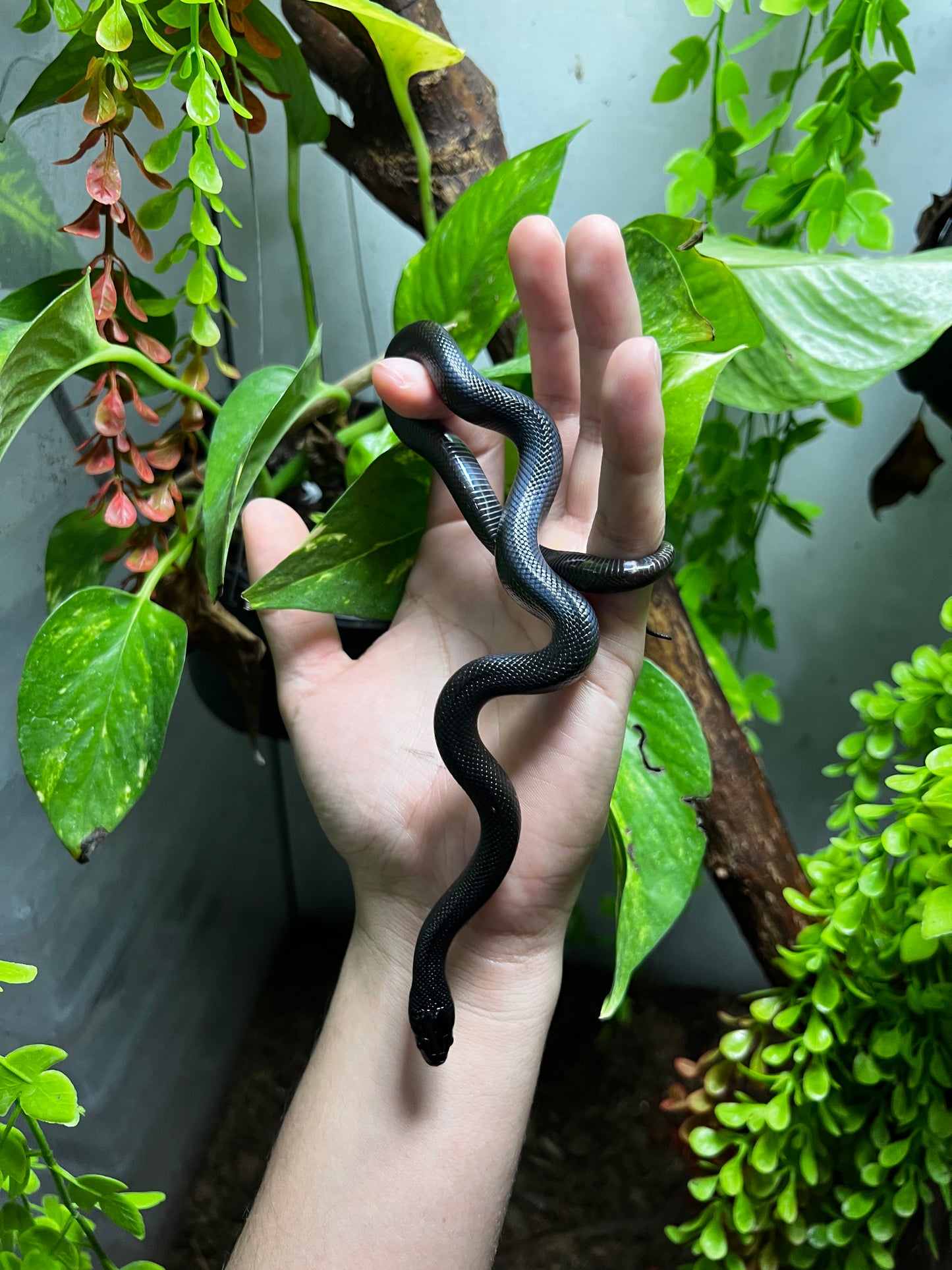 REY NEGRA MEXICANA MACHO 80