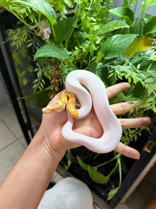 PITÓN BOLA PIED ALBINA HEMBRA 2