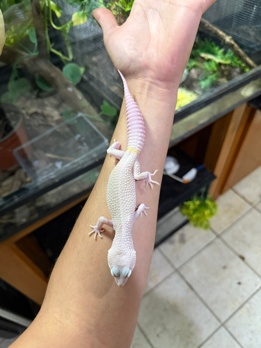 Gecko leopardo DIABLO BLANCO macho 5