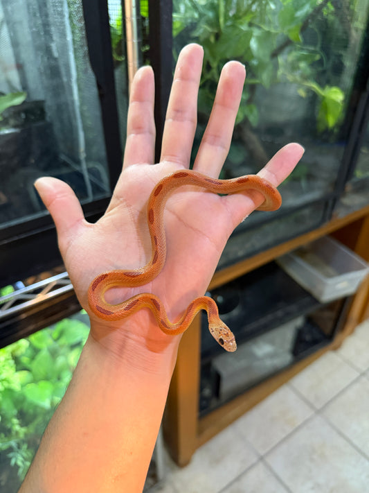 SERPIENTE MAICERA HYPO MOTLEY TANGERINE