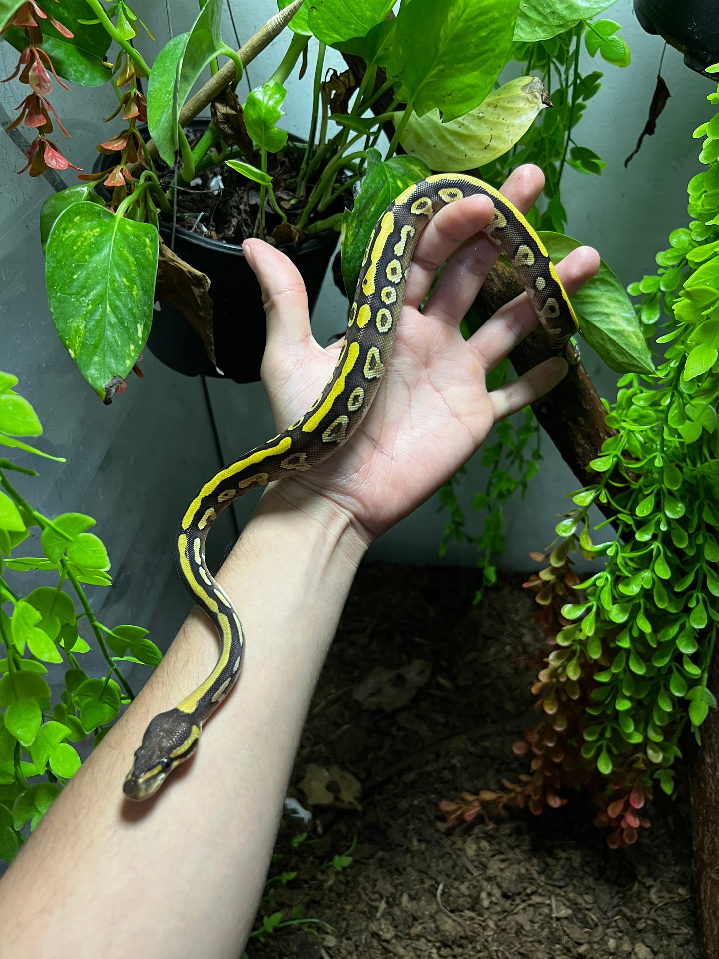 MOJAVE YELLOW BELLY HET CLOWN HEMBRA 90