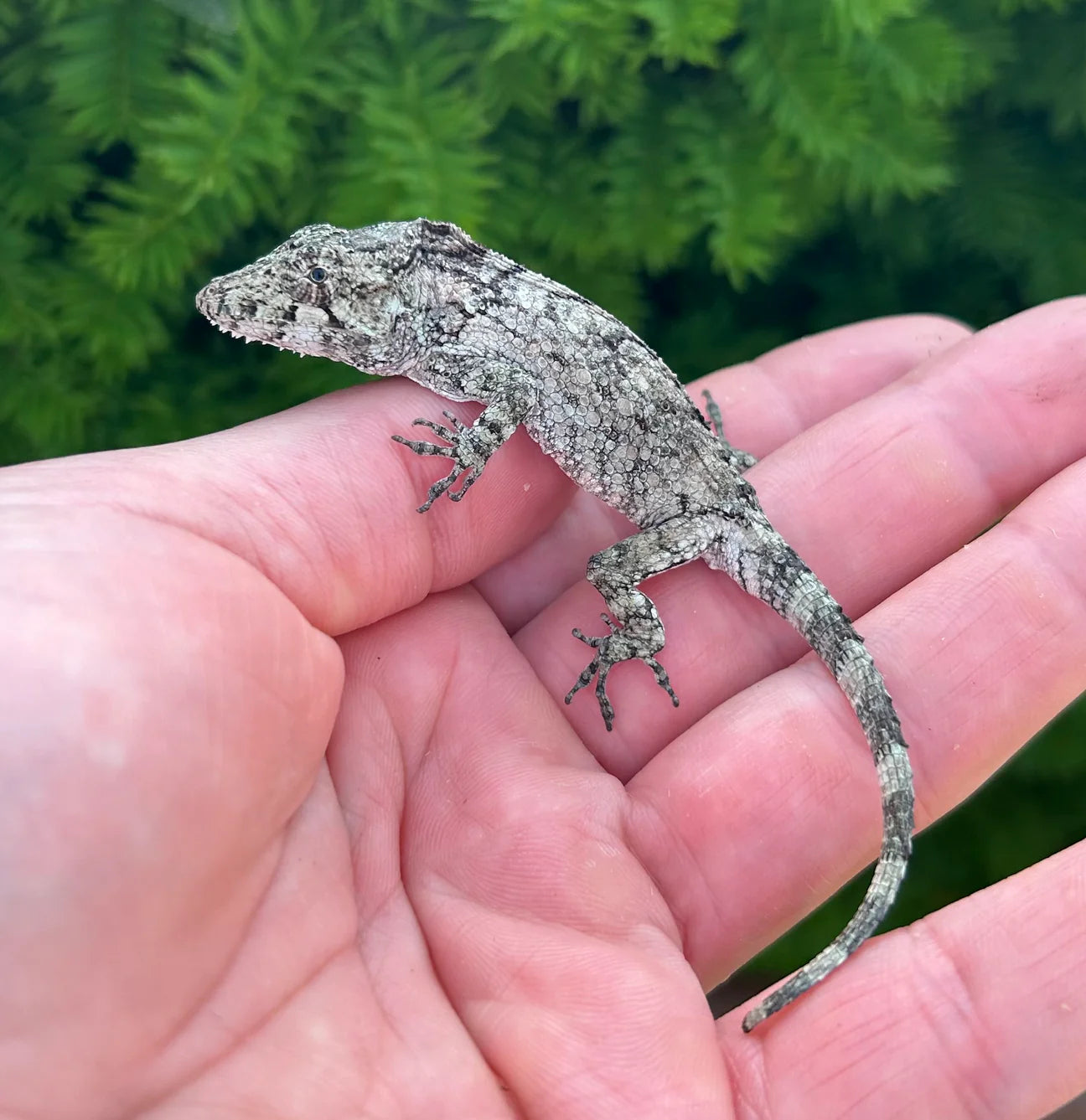 FALSO CAMALEÓN CUBANO