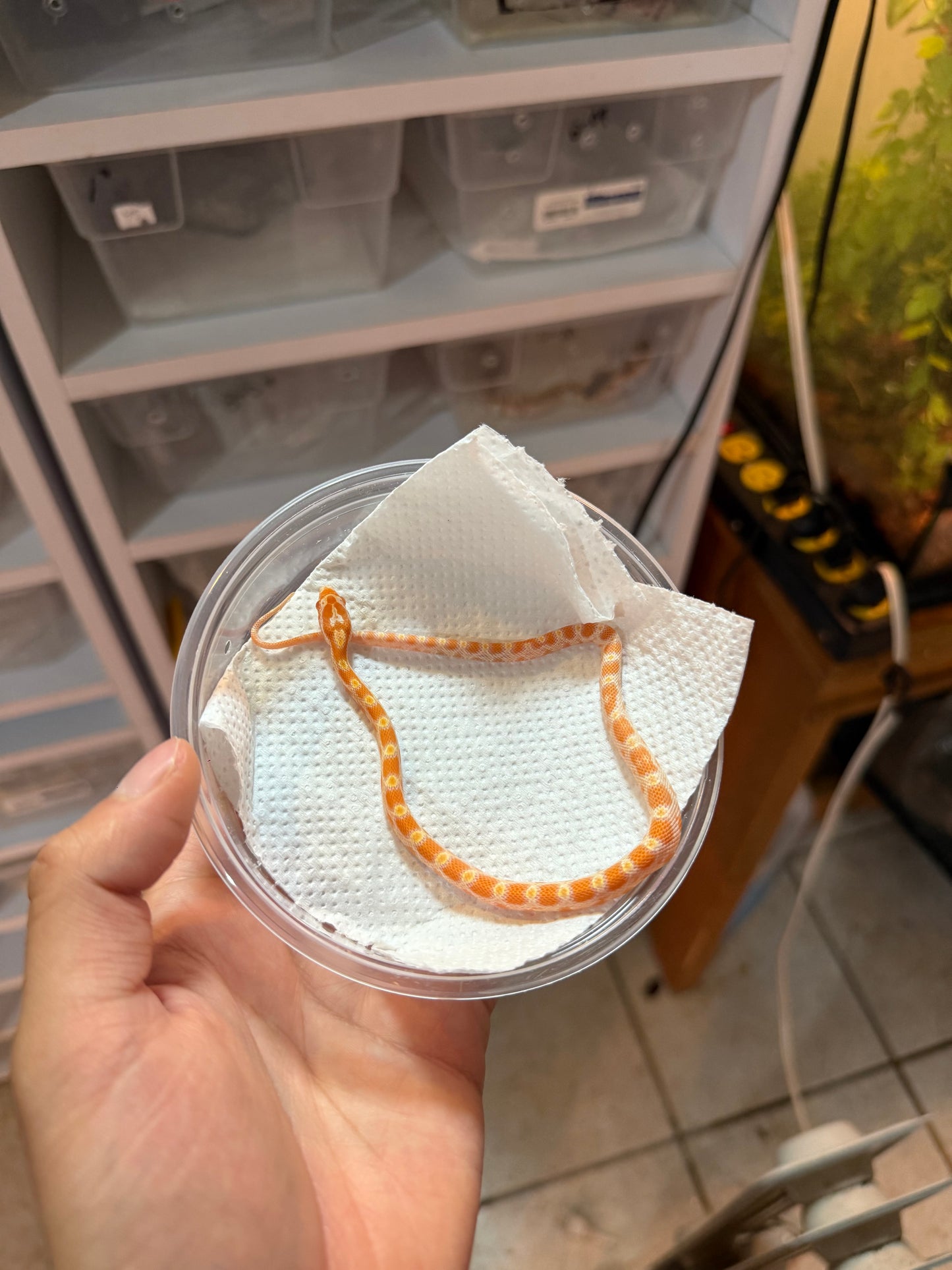 SERPIENTE MAICERA CREAMSICLE S/S 2