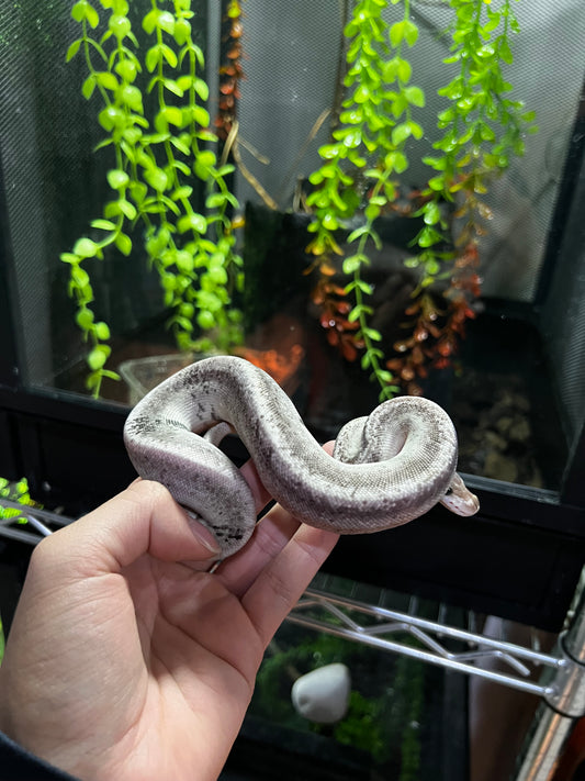 CINNAMON BLACK PASTEL FIRE MACHO 40
