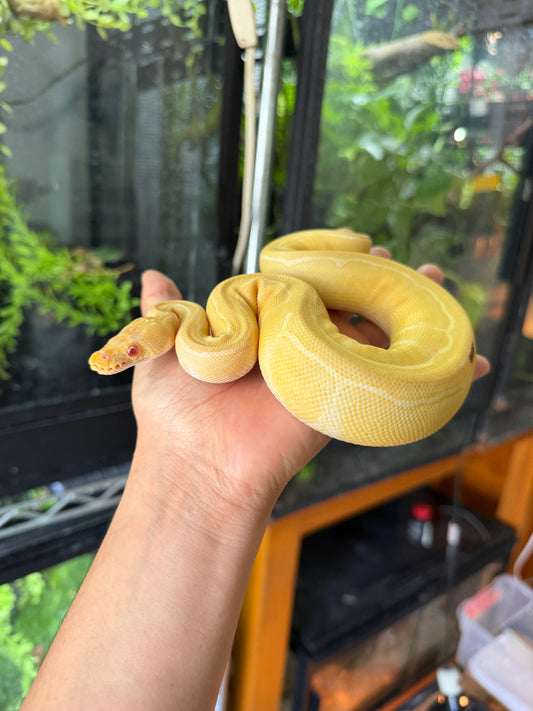 PITON BOLA PINSTRIPE ALBINO HET PIED HEMBRA 1 (CON MICROCHIP)