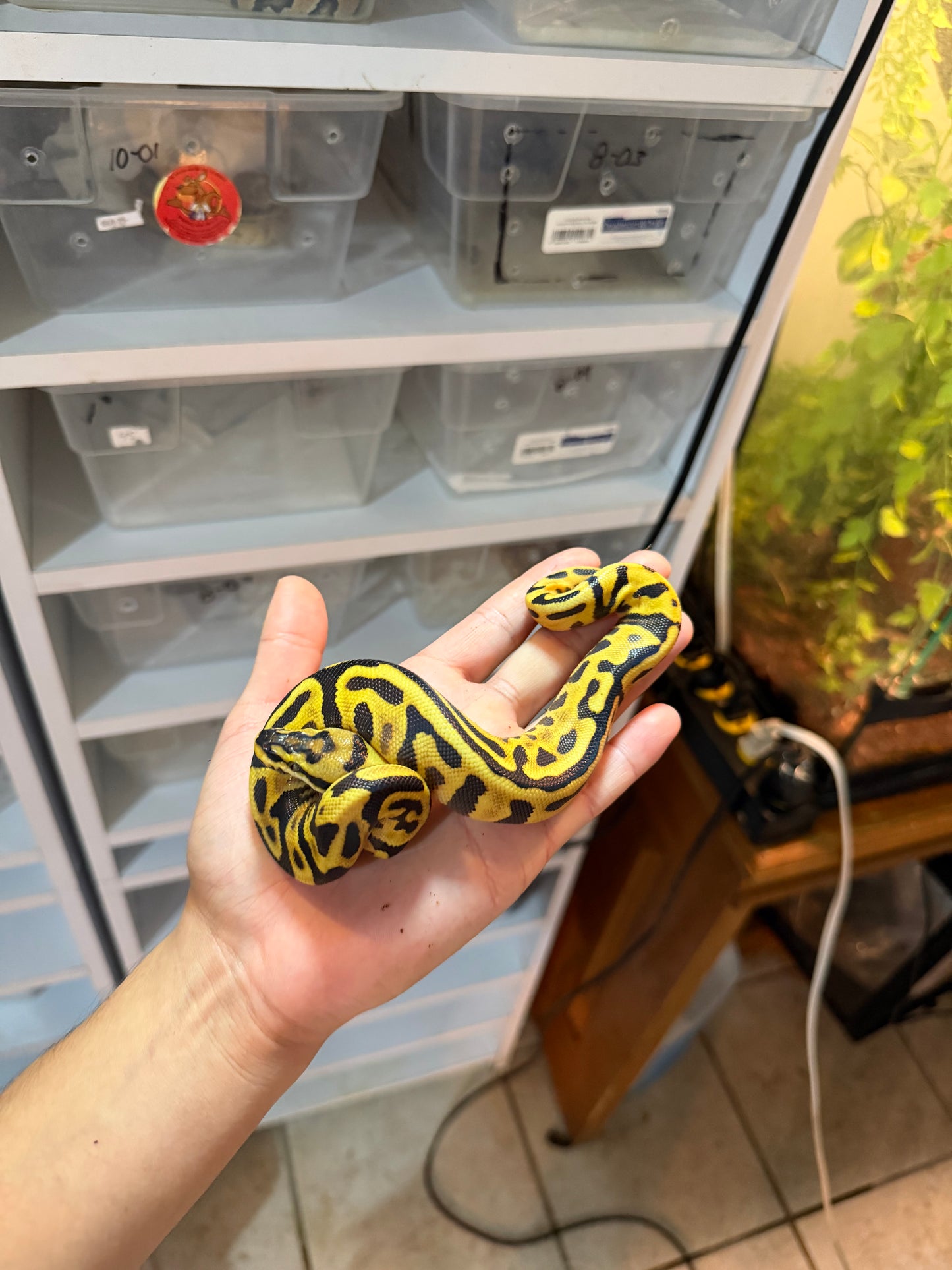 PITÓN BOLA LEOPARDO SPOTNOSE 100% HET CLOWN HEMBRA