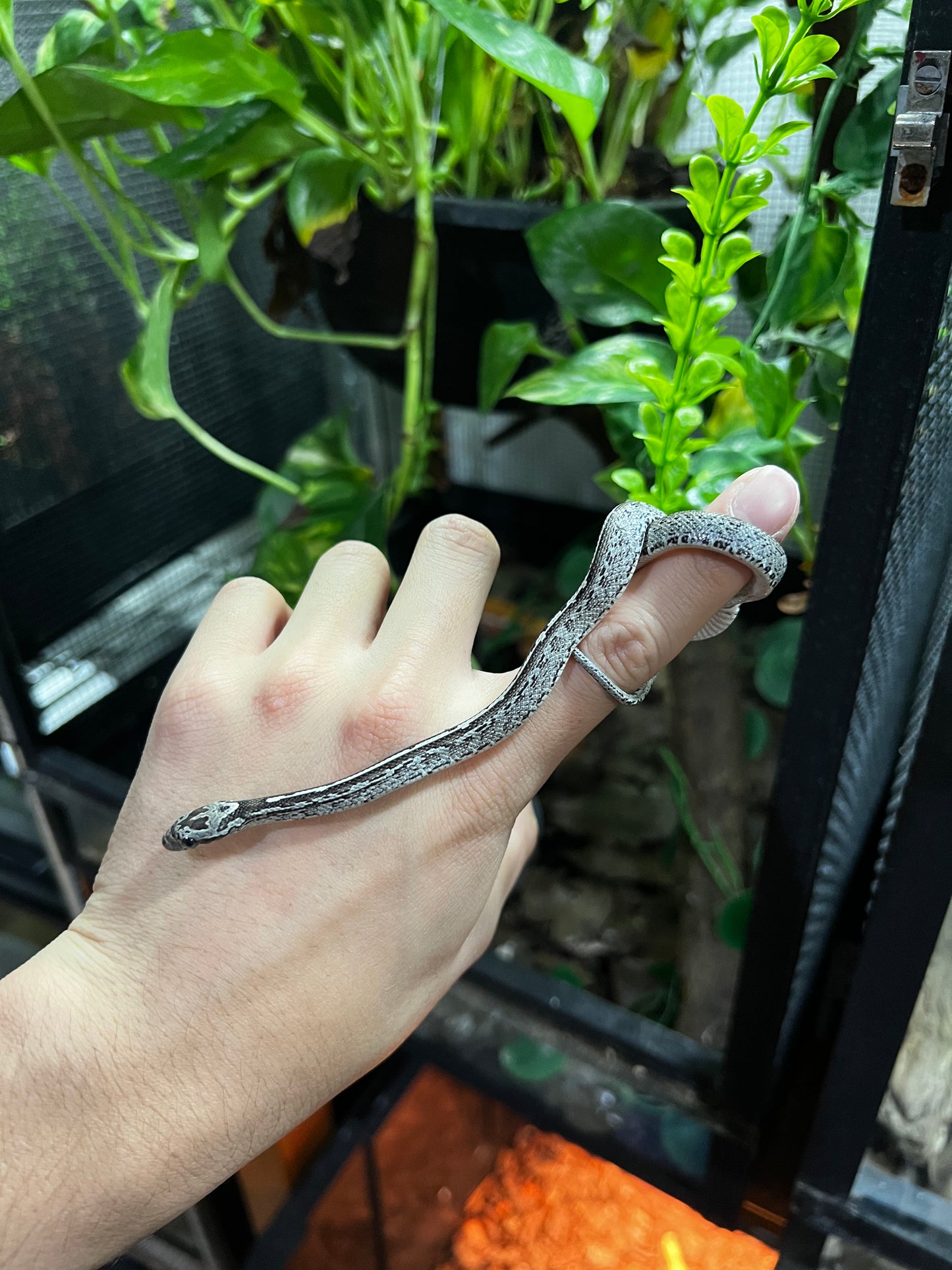 SERPIENTE MAICERA TESSERA GHOST HEMBRA 8