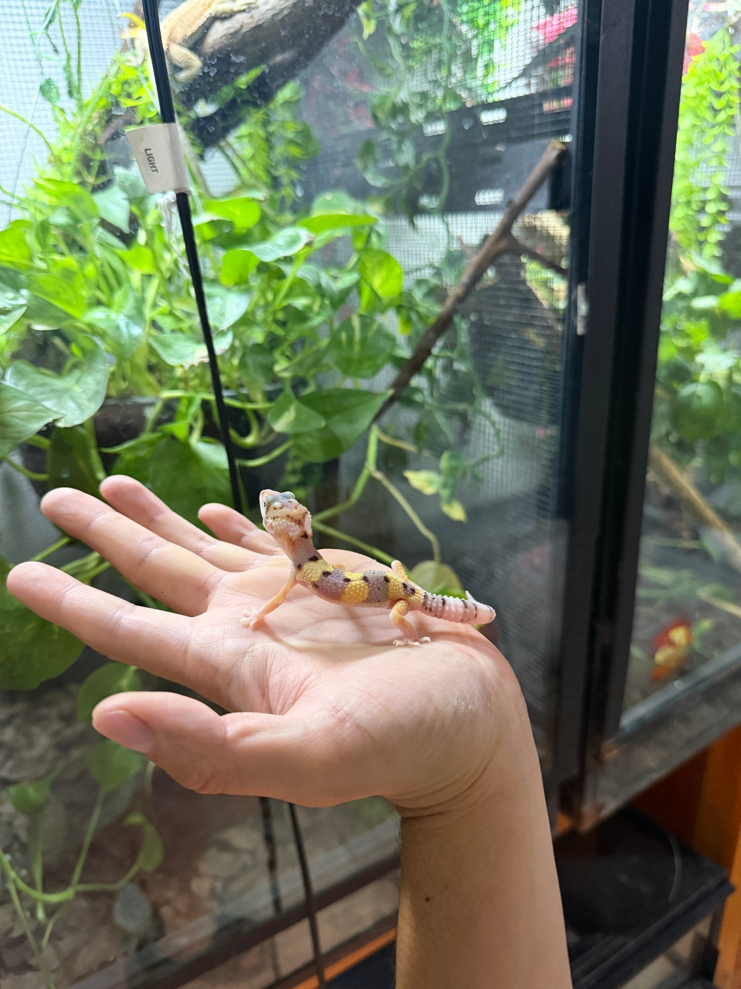 GECKO LEOPARDO ECLIPSE HET TYPHOON