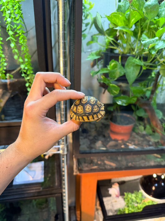 TORTUGA LEOPARDO 6 (Stigmochelys pardalis) CITES2025