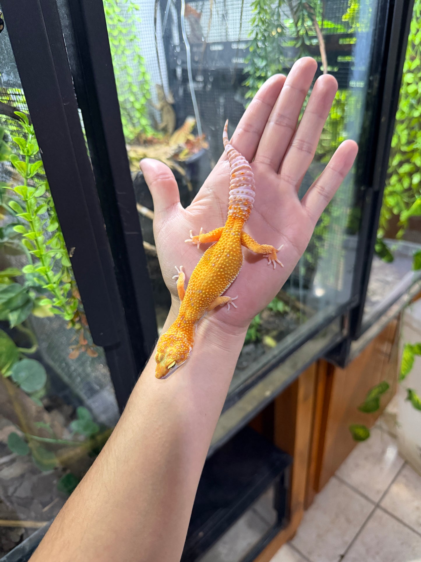 GECKO LEOPARDO RAINWATER HET MP PH ECLIPSE 039