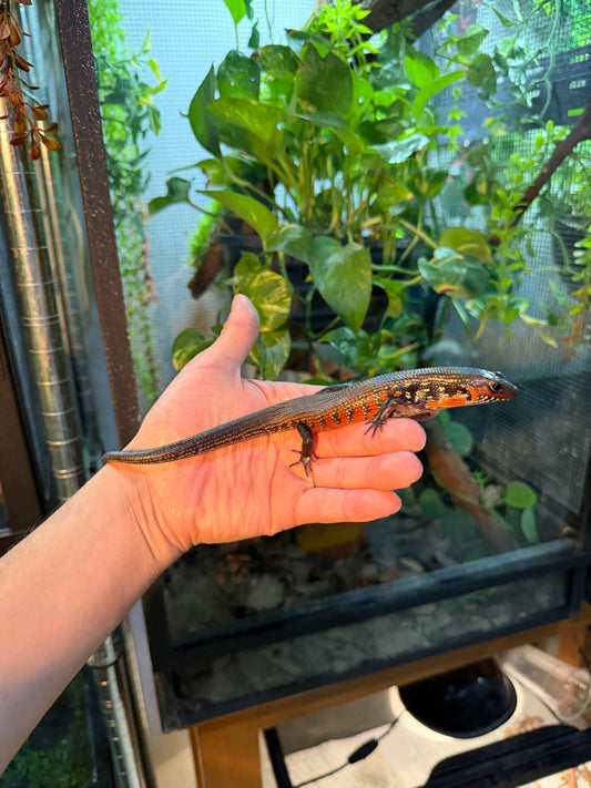 SKINK DE FUEGO 6199 NACIDO EN CAUTIVERIO CON APROVECHAMIENTO EMITIDO POR SEMARNAT