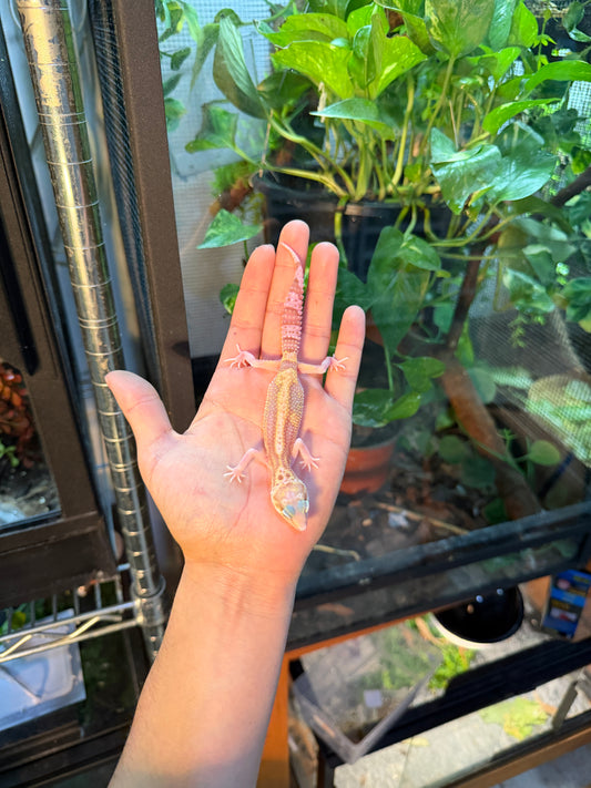 GECKO LEOPARDO TYPHOON 095