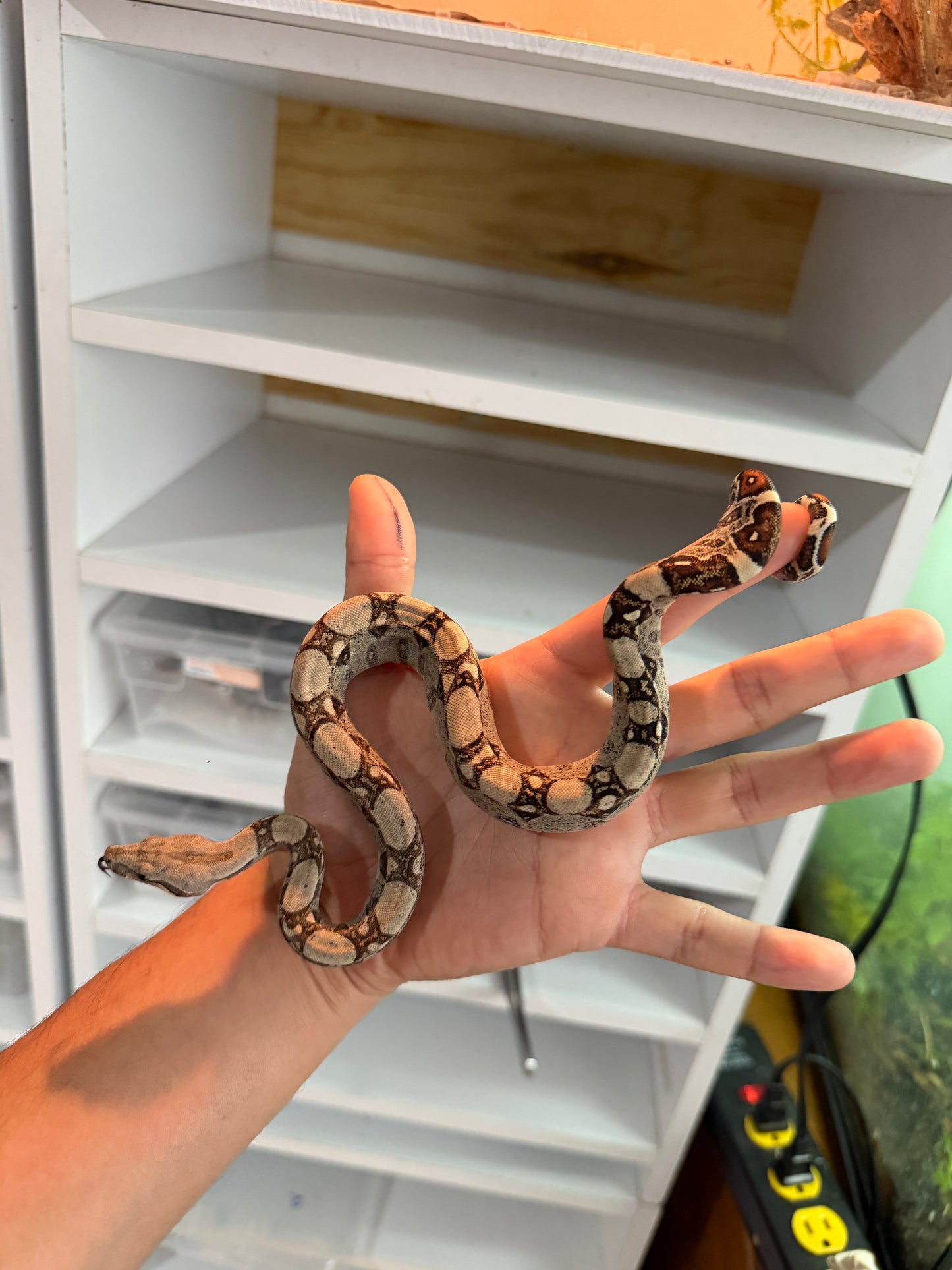 BOA COLOMBIANA MACHO HET KHAL M4