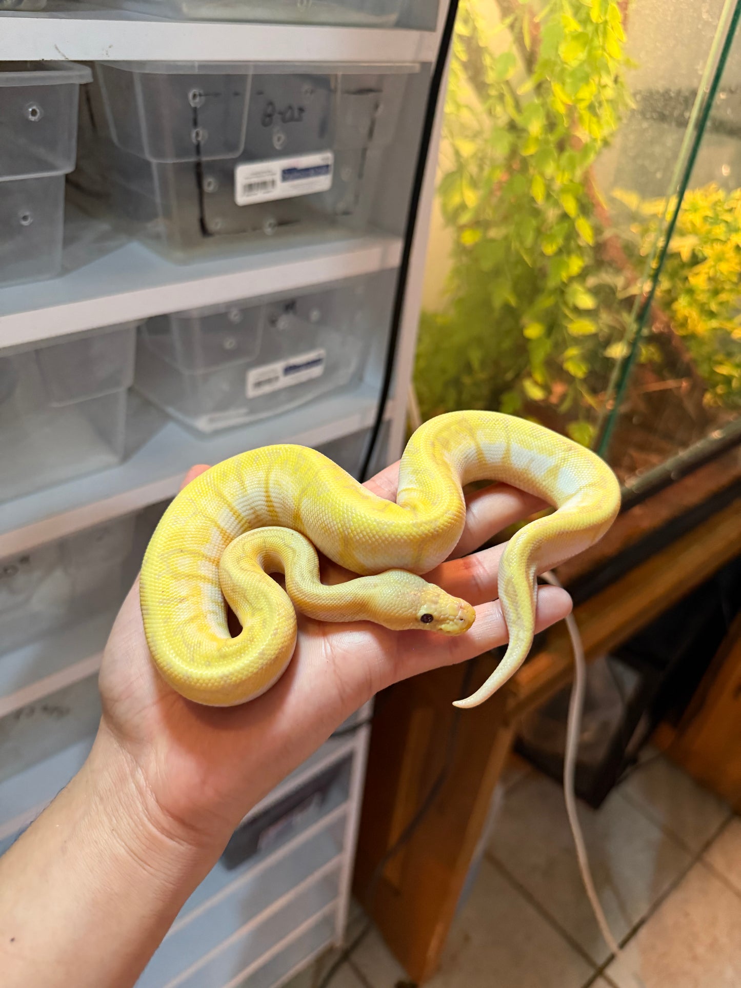 PITÓN BOLA BANANA PINSTRIPE PASTEL (LEMONBLAST) MACHO