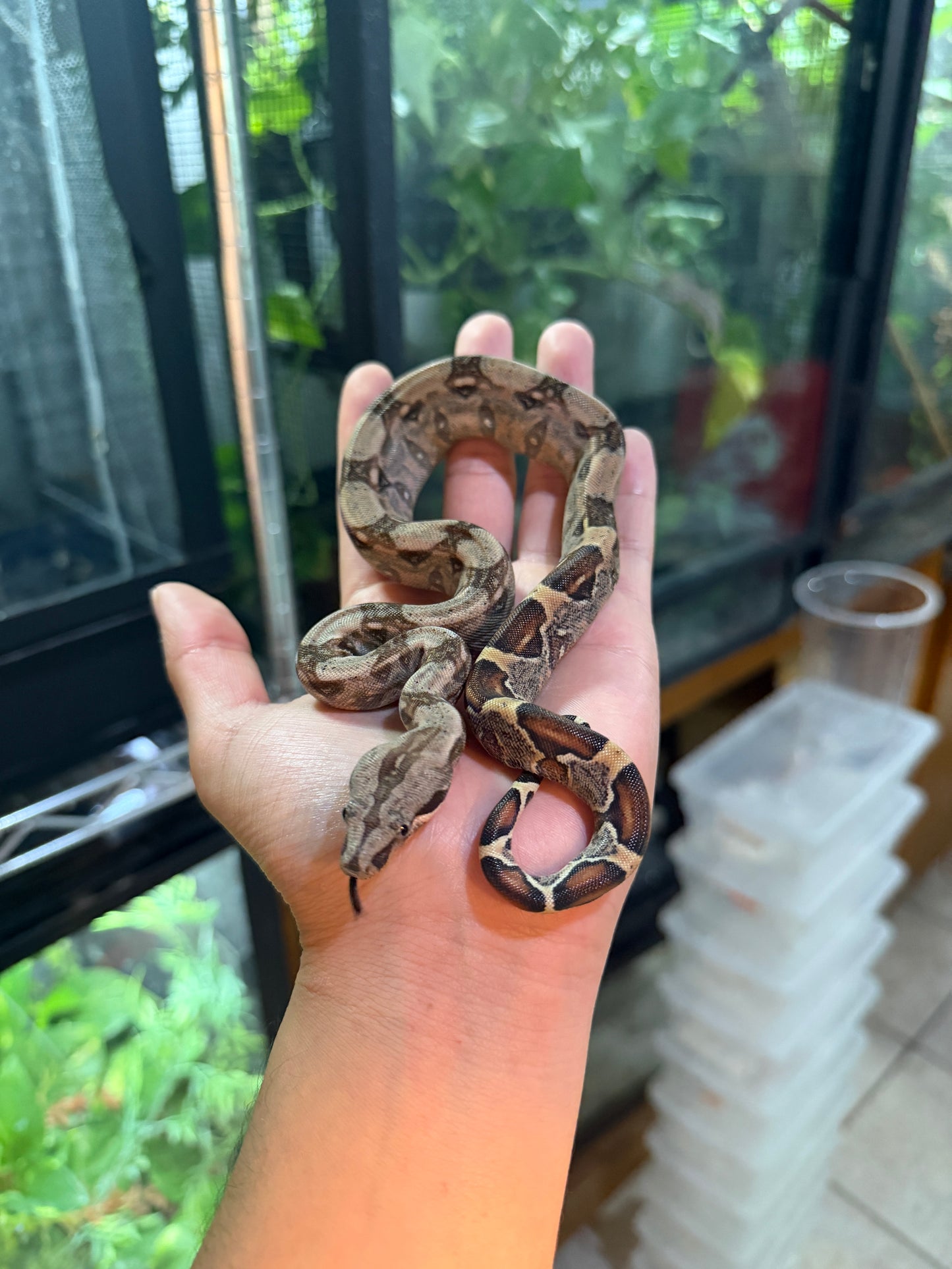 BOA COLOMBIANA NOMINAL 100% HET ANERY 50% HET ALBINO KHAL MACHO