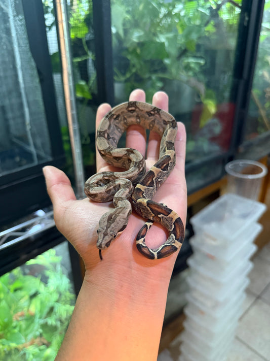 BOA COLOMBIANA NOMINAL 100% HET ANERY 50% HET ALBINO KHAL MACHO