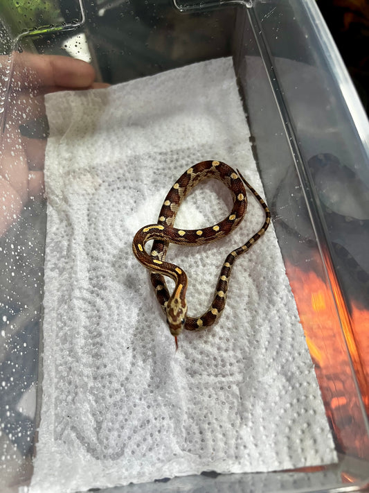SERPIENTE MAICERA MOTLEY MACHO 17
