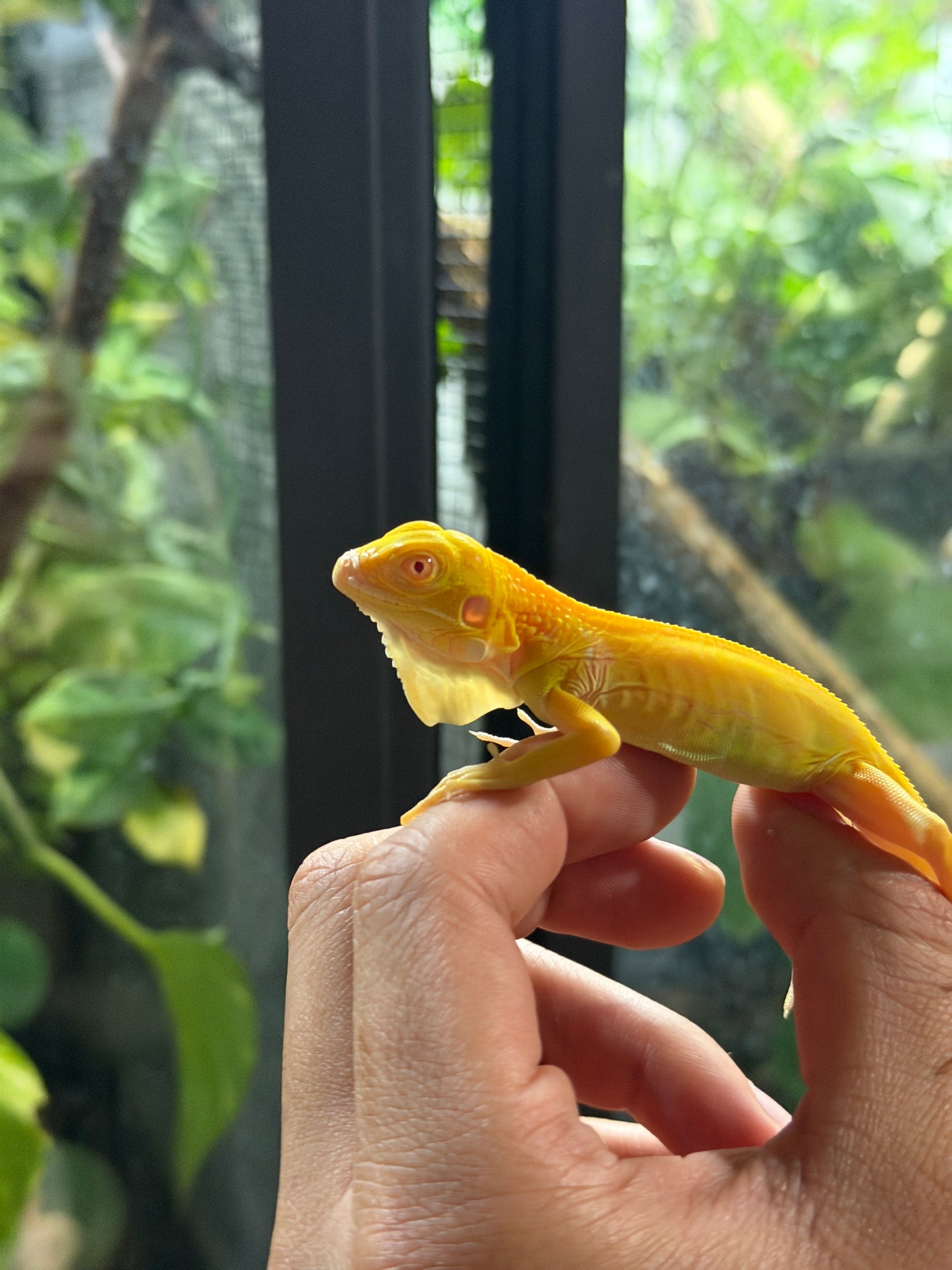 IGUANA ALBINA