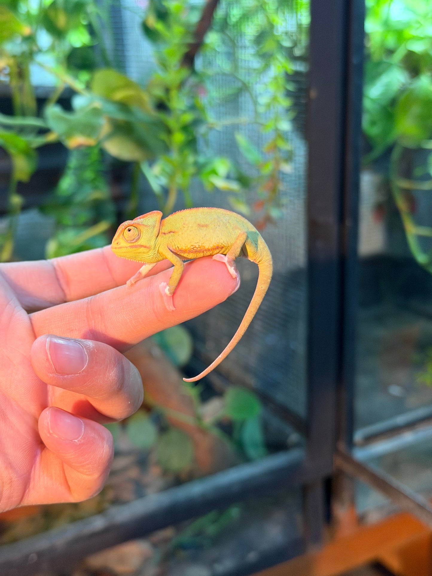 CAMALEONES DE VELO CRÍAS WHITE FEET CON APROVECHAMIENTO EMITIDO POR SEMARNAT