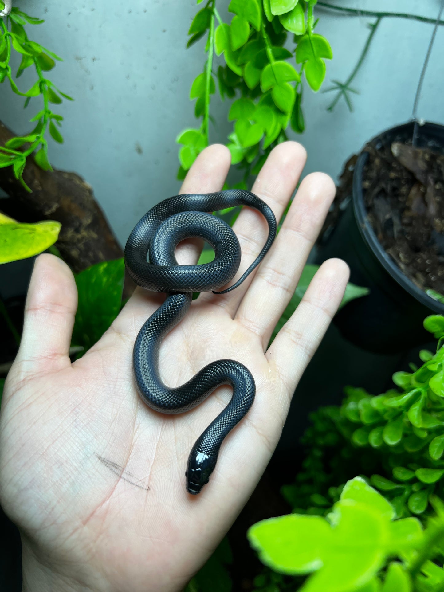 REY NEGRA MEXICANA MACHO 78