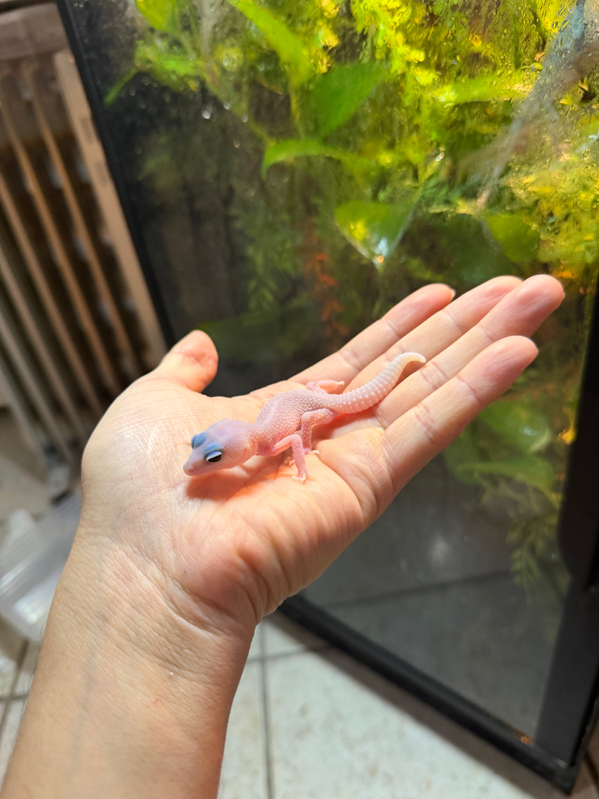 GECKO LEOPARDO BLIZZARD POSS HET BELL  INCUBADO PARA HEMBRA 226