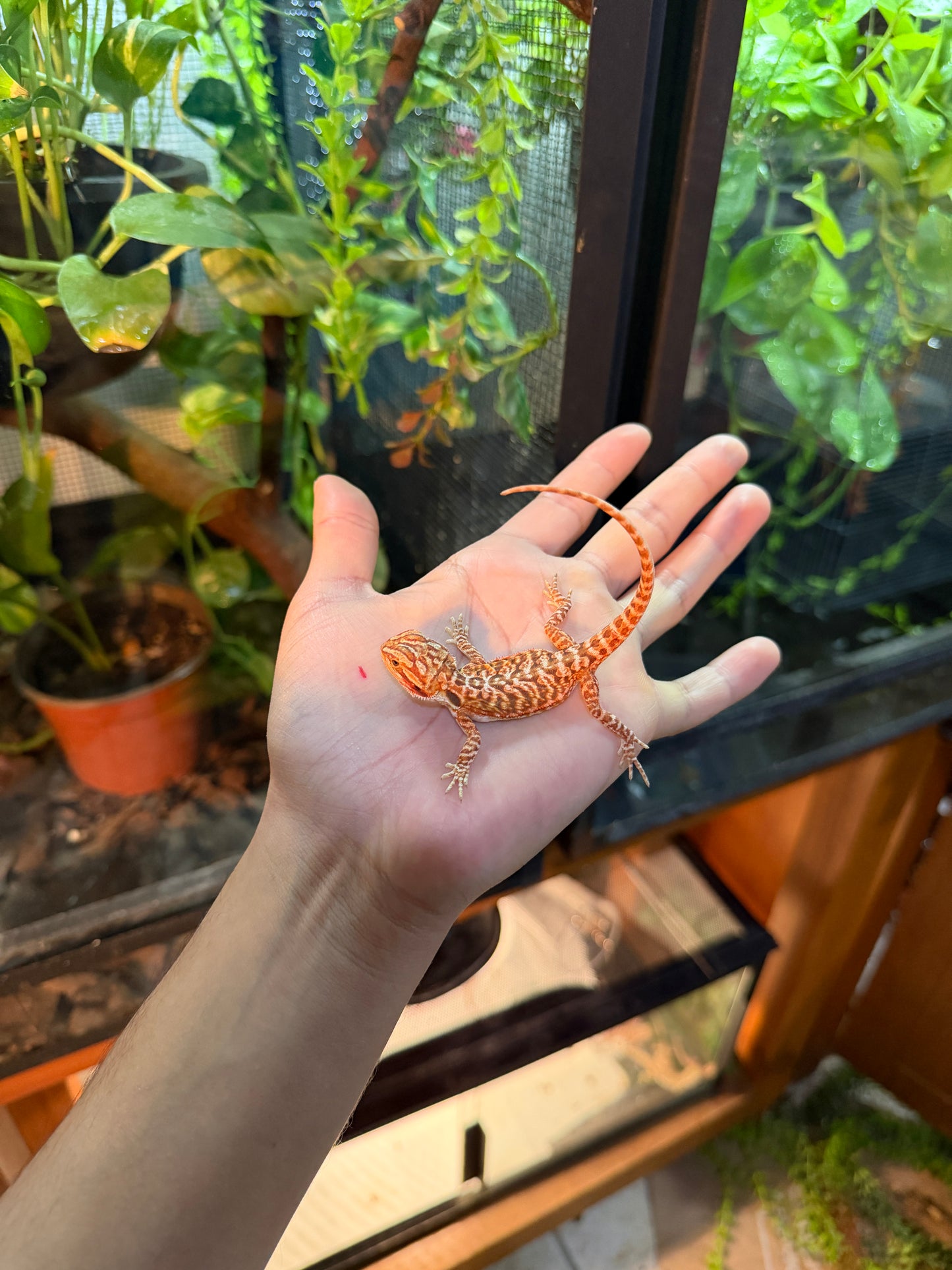 DRAGÓN BARBUDO HYPO LEATHERBACK 6