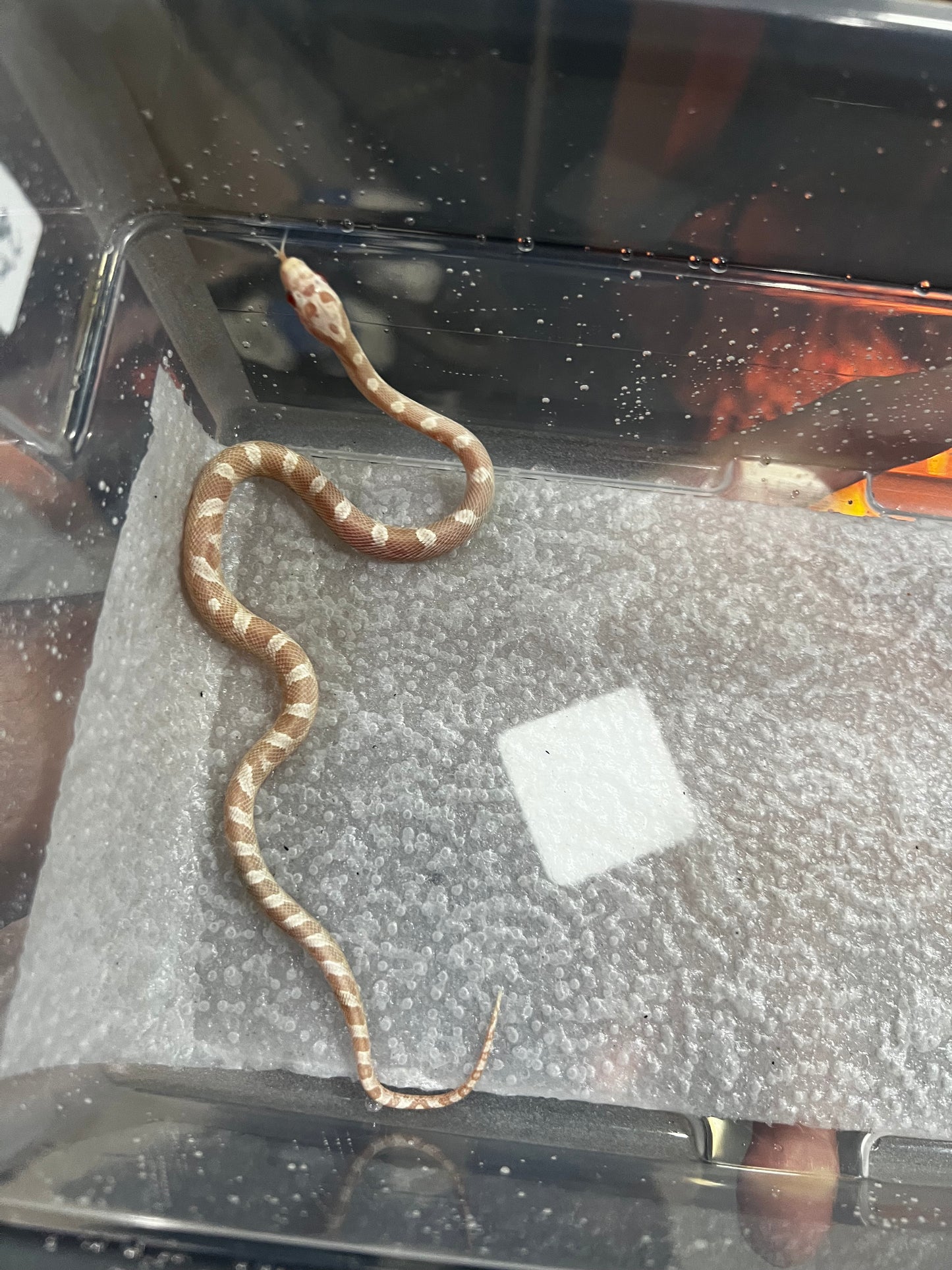 SERPIENTE MAICERA SNOW MACHO 36