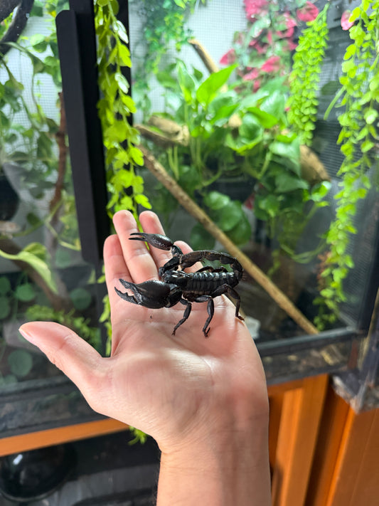 Escorpión asiático