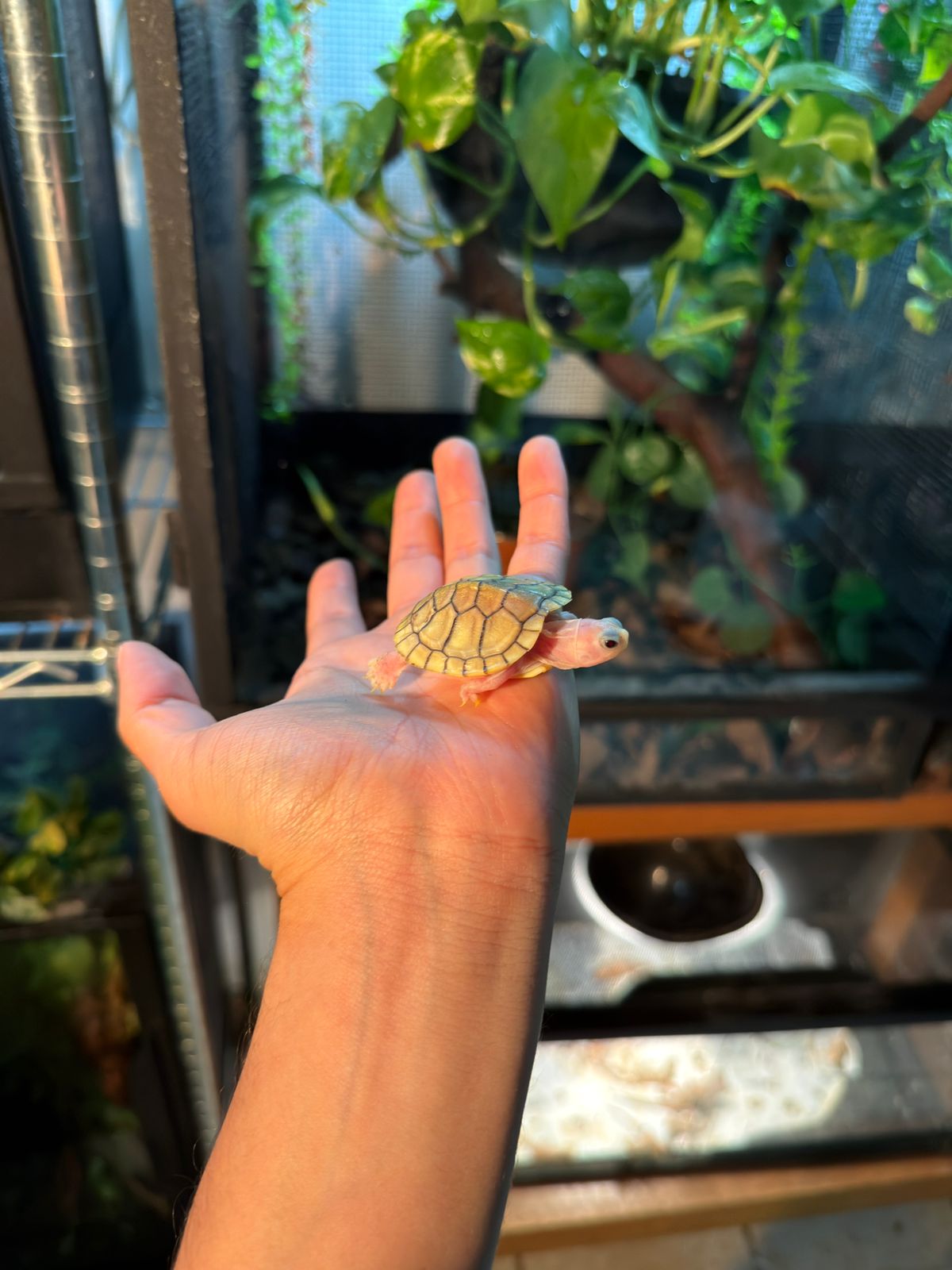 TORTUGA OREJAS ROJAS CARAMEL PINK