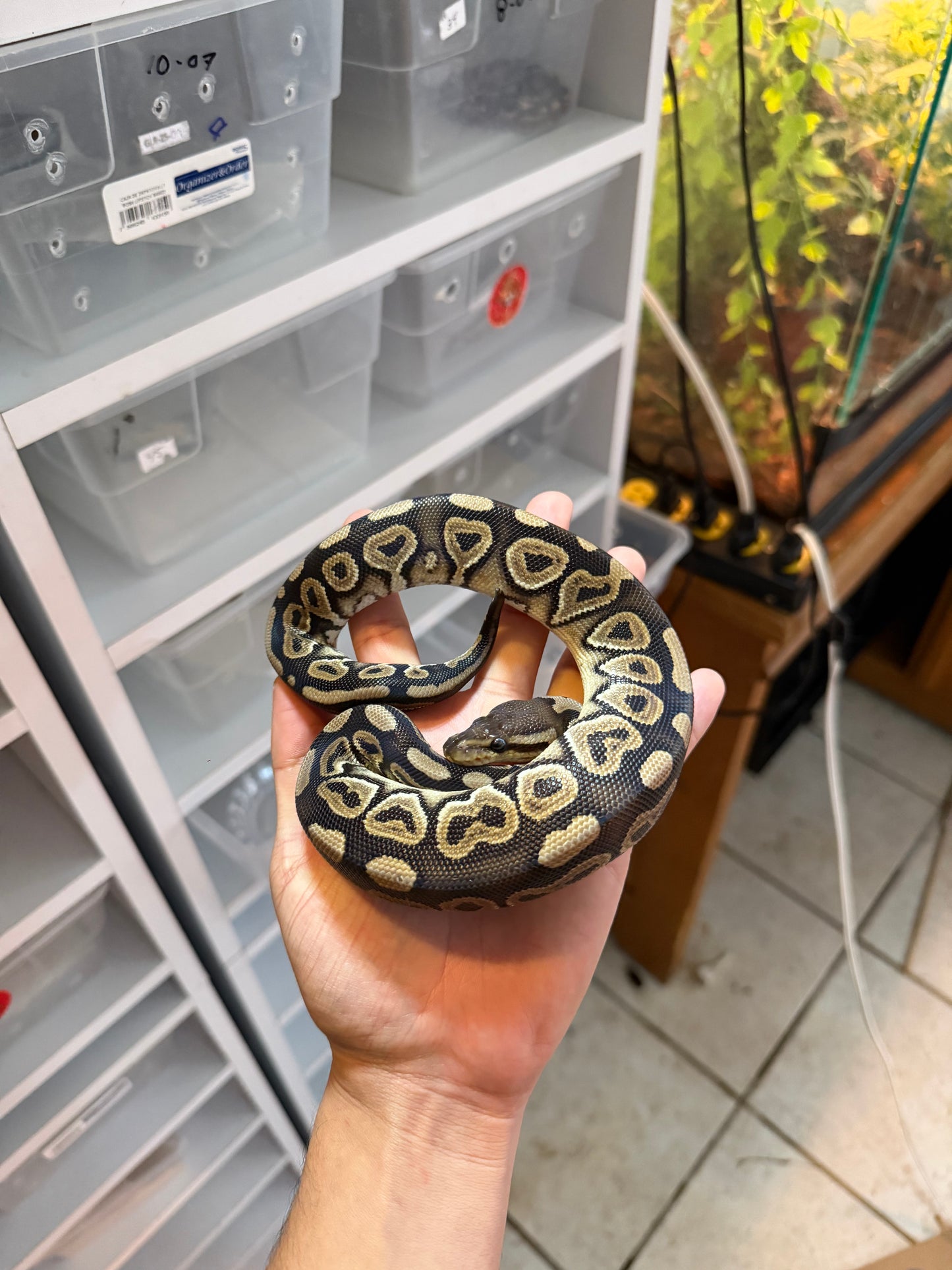 PITÓN BOLA CINNAMON HET CLOWN MACHO 1