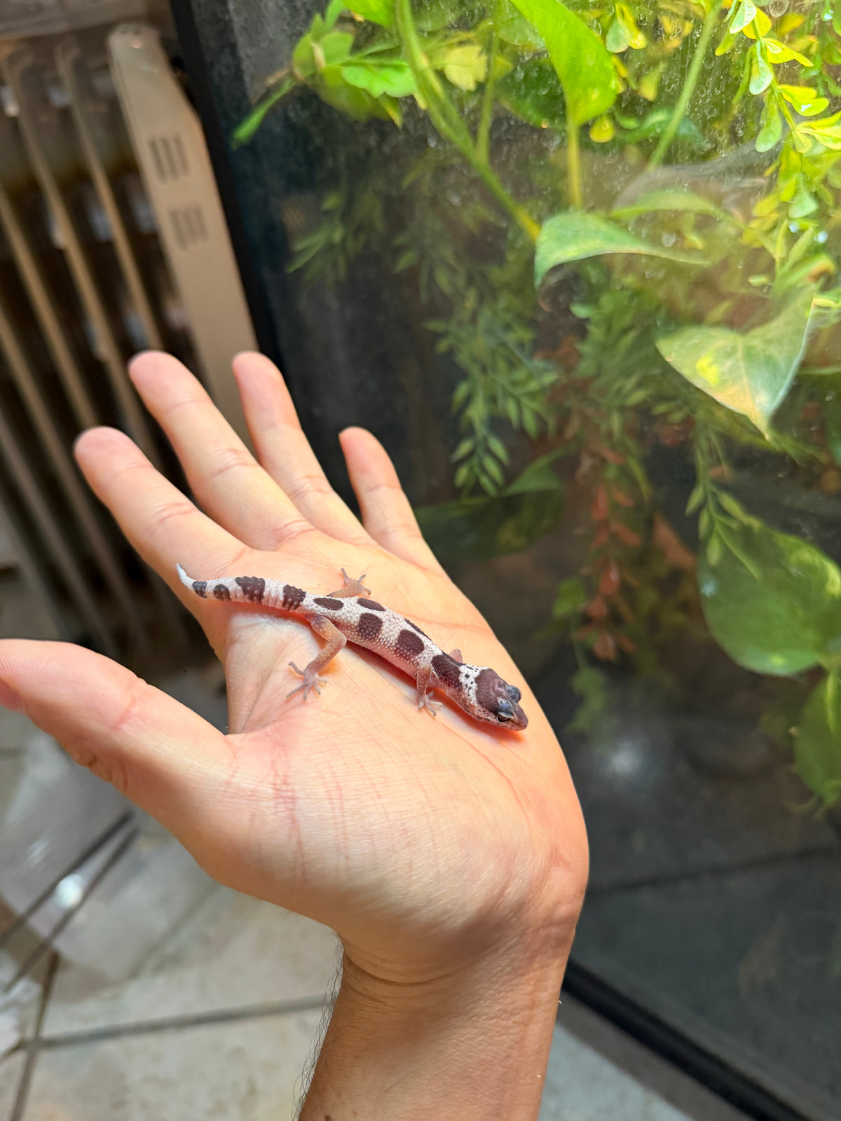 GECKO LEOPARDO MACK SNOW HET BELL POSS HET MP INCUBADO PARA HEMBRA 254