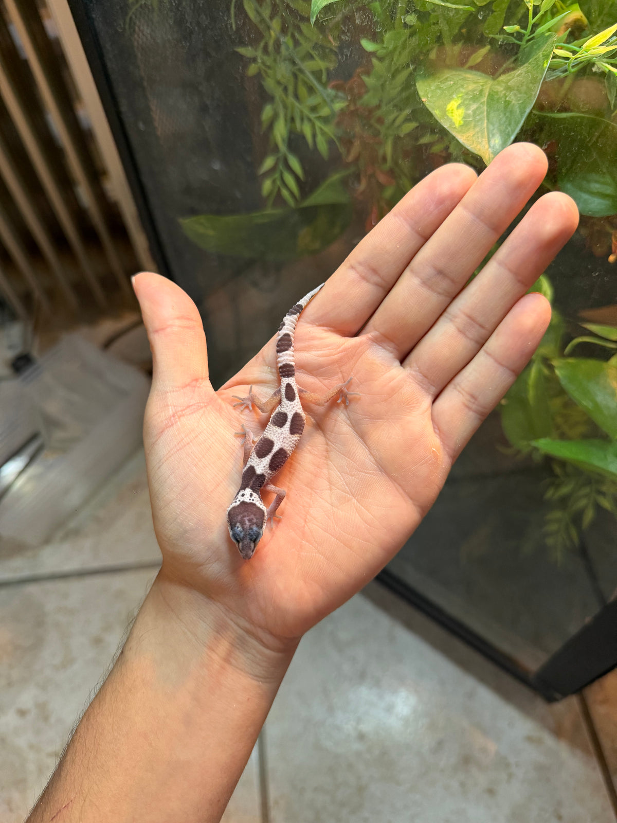 GECKO LEOPARDO MACK SNOW HET BELL POSS HET MP INCUBADO PARA HEMBRA 254
