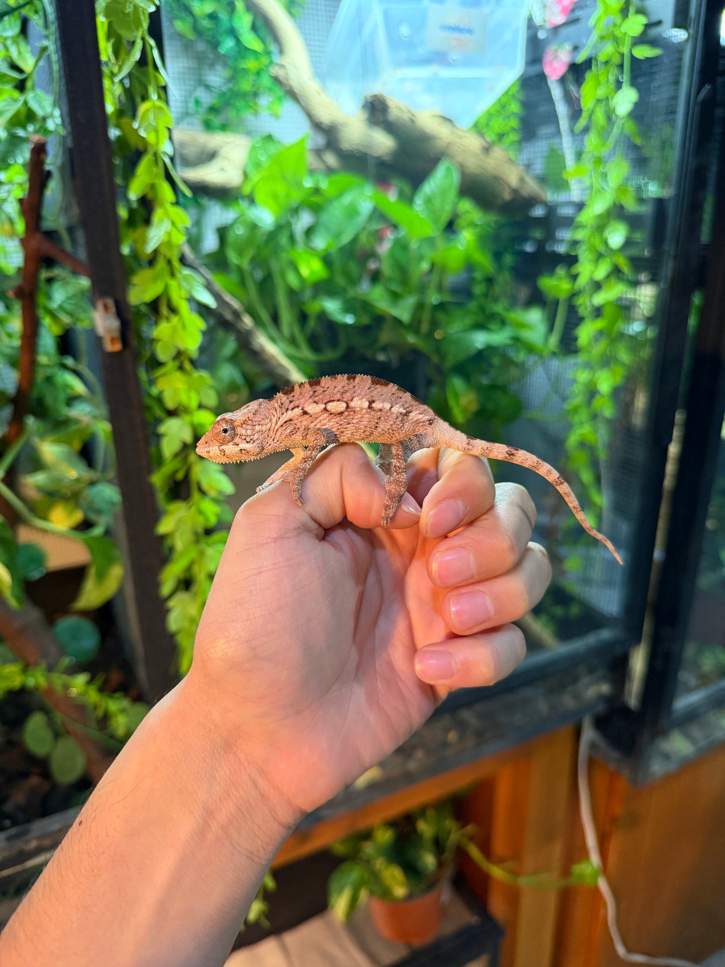 Camaleón pantera (Furcifer pardalis) hembra juvenil